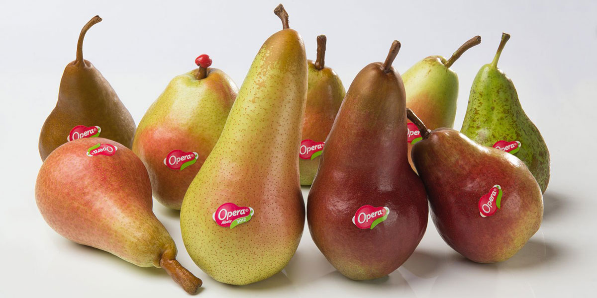 Pere Opera, la produzione torna a salire